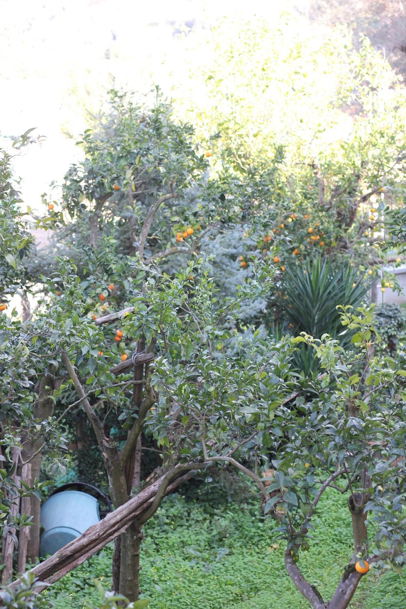 Domus Marziale Apartman Sorrento Kültér fotó